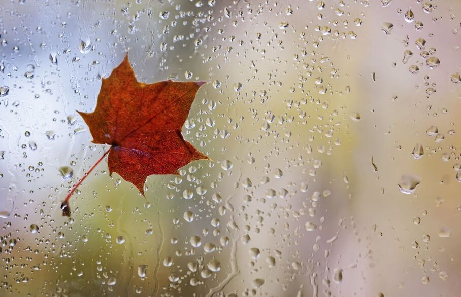 Autumn leaf on a window on a rainy day