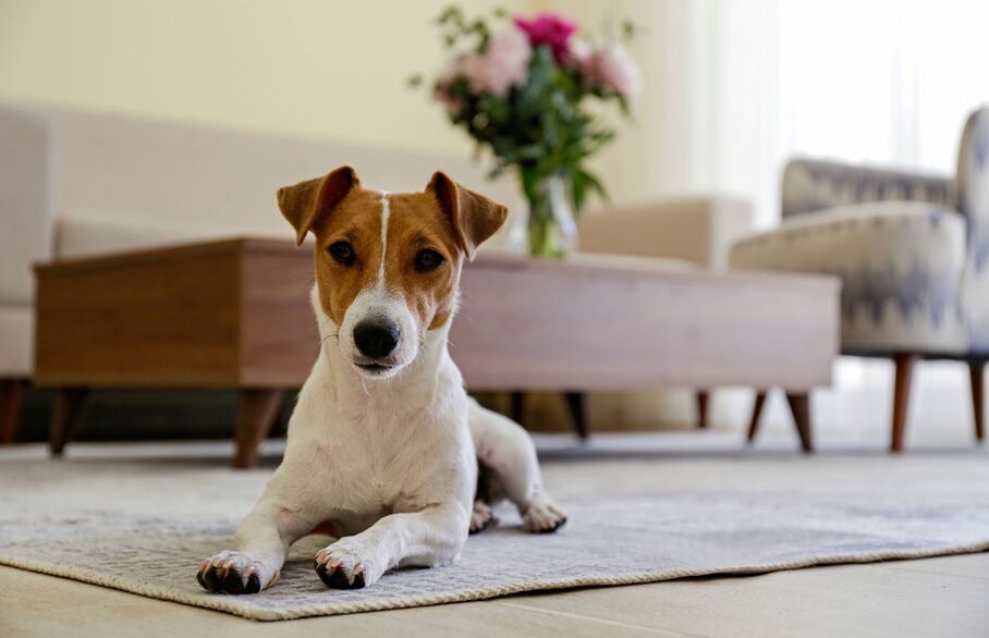 pet owners' guide to selling a home