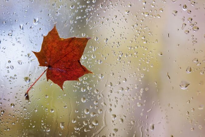 Autumn leaf on a window on a rainy day